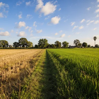 Peaceful Rural Field Path Under Blue Sky