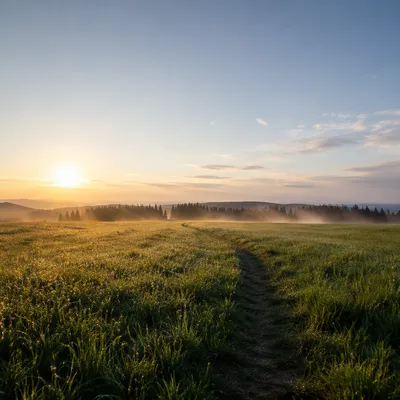 Morning Dew on Open Green Field