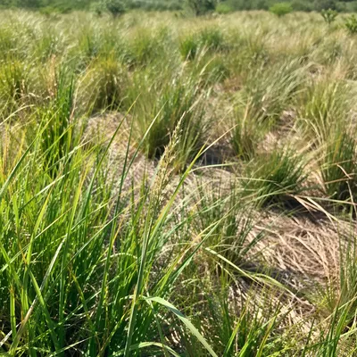 Sunlit Green Meadow with Wild Grass