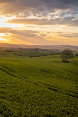 Golden Hour Green Countryside Field