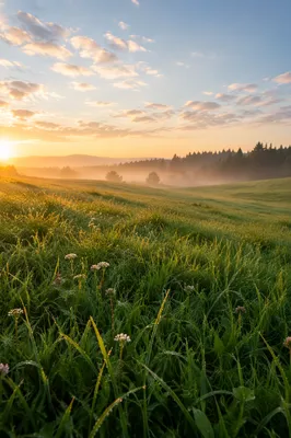 Sunrise Meadow with Dewy Green Grass