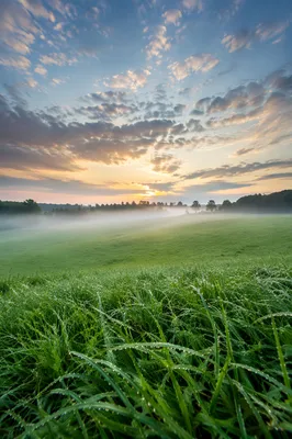 Peaceful Green Meadow at Spring Sunrise