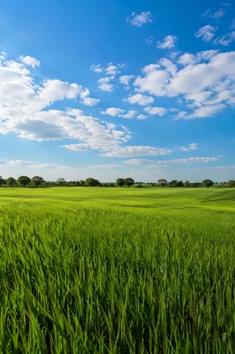 Peaceful Green Field Under Open Sky