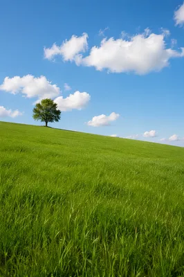Peaceful Green Field Under Open Blue Sky