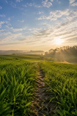 Morning Meadow Path Under Peaceful Sky