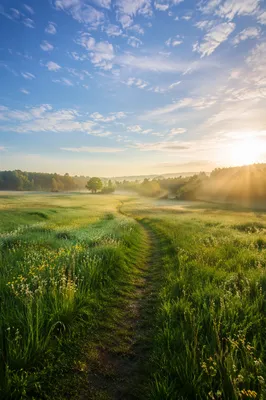 Peaceful Green Meadow Path at Sunrise