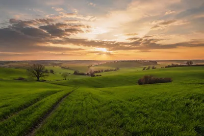 Golden Hour Green Countryside Field