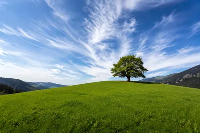 Open Green Meadow With Lone Tree