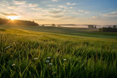 Sunrise Meadow with Lush Green Grass