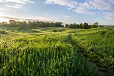 Peaceful Green Field Under Morning Sky