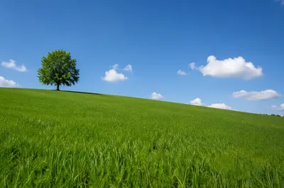 Peaceful Green Countryside Under Blue Sky