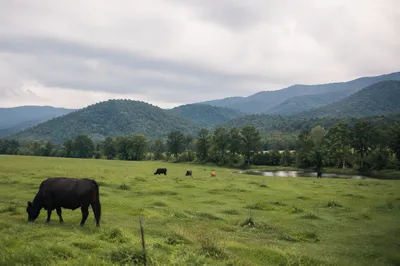 Peaceful Green Pasture with Grazing Cattle