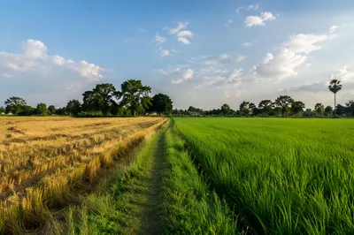Peaceful Green Field and Rural Footpath