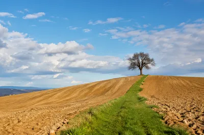 Green Grass Path Through Open Countryside