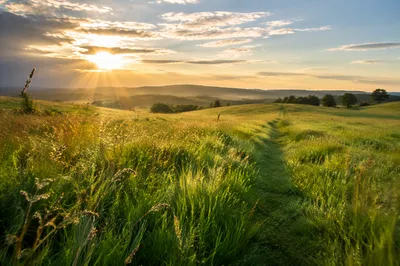 Peaceful Green Meadow Under Morning Light