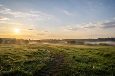 Peaceful Morning Green Field Landscape