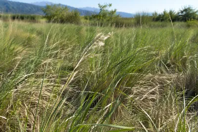 Sunlit Green Meadow with Wild Grass