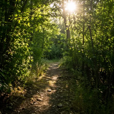 Sunlit Forest Path Through Summer Trees