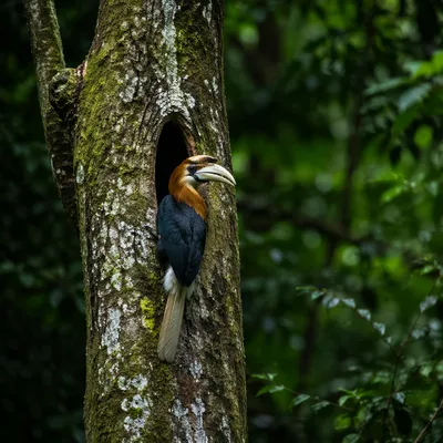 Hornbill in Sunlit Tropical Forest Hollow