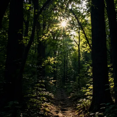 Sunlit Forest Path Through Emerald Woodland