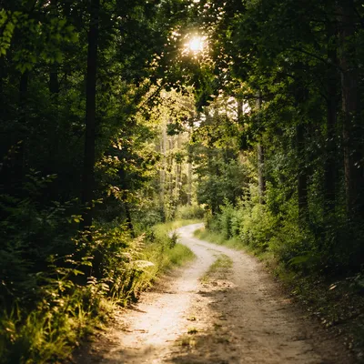 Sunlit Forest Path Through Summer Trees