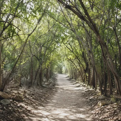 Sunlit Forest Path Through Green Woodland
