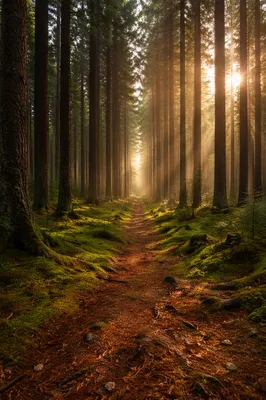 Sunlit Mossy Path Through Conifer Forest
