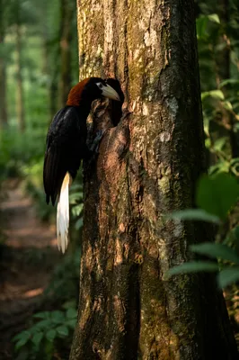 Tropical Bird on Mossy Forest Trunk