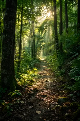 Sunlit Forest Path After Morning Rain