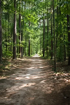 Sunlit Forest Path Through Green Trees