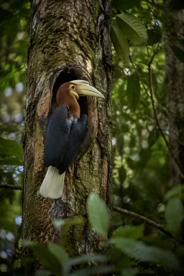 Hornbill in Tropical Forest Tree Hollow