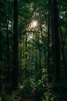 Sunlit Forest Path Through Emerald Woodland