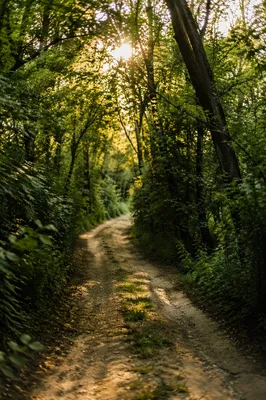 Sunlit Woodland Path Through Summer Trees