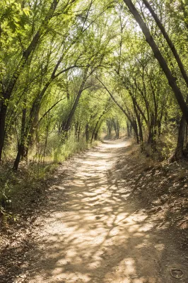 Sunlit Forest Path Through Green Woodland