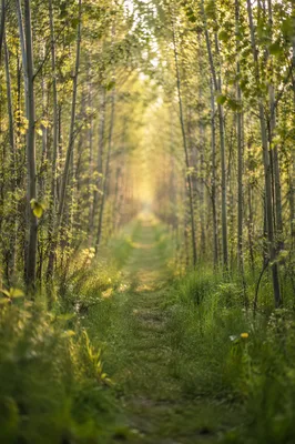 Sunlit Woodland Path Through Spring Trees
