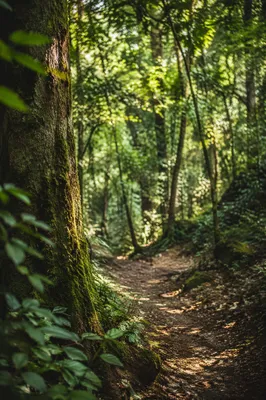 Sunlit Forest Path Through Green Woodland