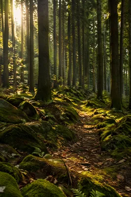 Sunlit Evergreen Forest Path