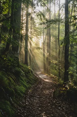 Sunlit Forest Path After Morning Rain