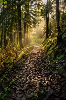Sunlit Forest Path After Morning Rain