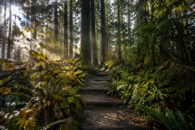 Sunlit Evergreen Forest Path with Ferns