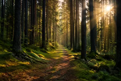 Sunlit Mossy Path Through Conifer Forest