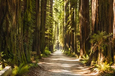 Sunlit Evergreen Forest Path