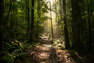 Sunlit Forest Path After Morning Rain