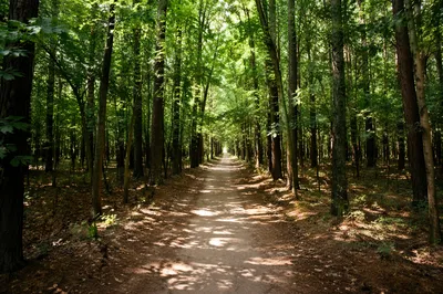Sunlit Forest Path Through Green Trees
