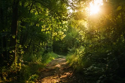 Sunlit Forest Path Through Summer Trees