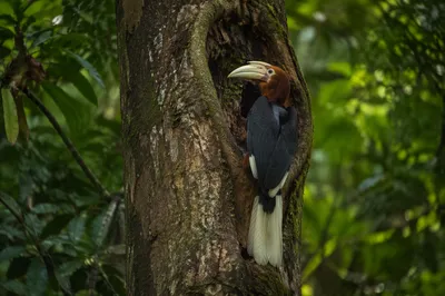 Hornbill in Tropical Forest Tree Hollow