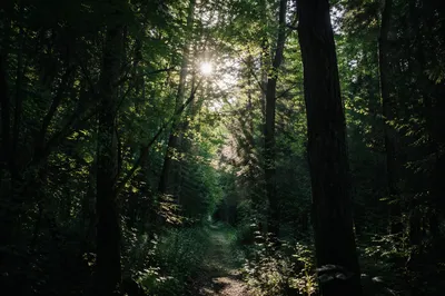 Sunlit Forest Path Through Emerald Woodland