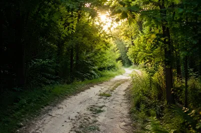 Sunlit Forest Path Through Summer Trees