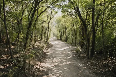 Sunlit Forest Path Through Green Woodland