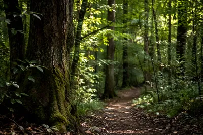 Peaceful Sunlit Forest Path Through Green Woodland